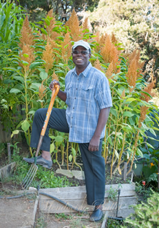 Jean Apedoh, an intern from Togo, is testing strategies for growing rice with minimal water at The Jeavons Center Mini-Farm.